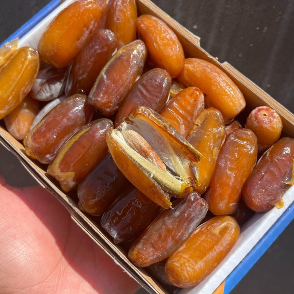 KURMA LIBYA/ALGERIA SYABAB 2024 - Image 2