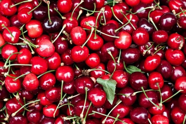 Cherry Turkey (Pre-Order)
