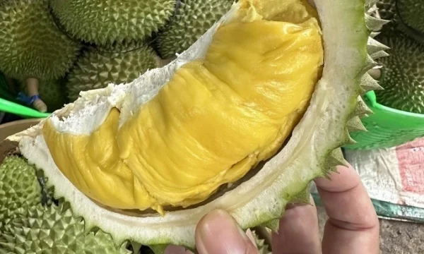 Durian Musang King Pahang